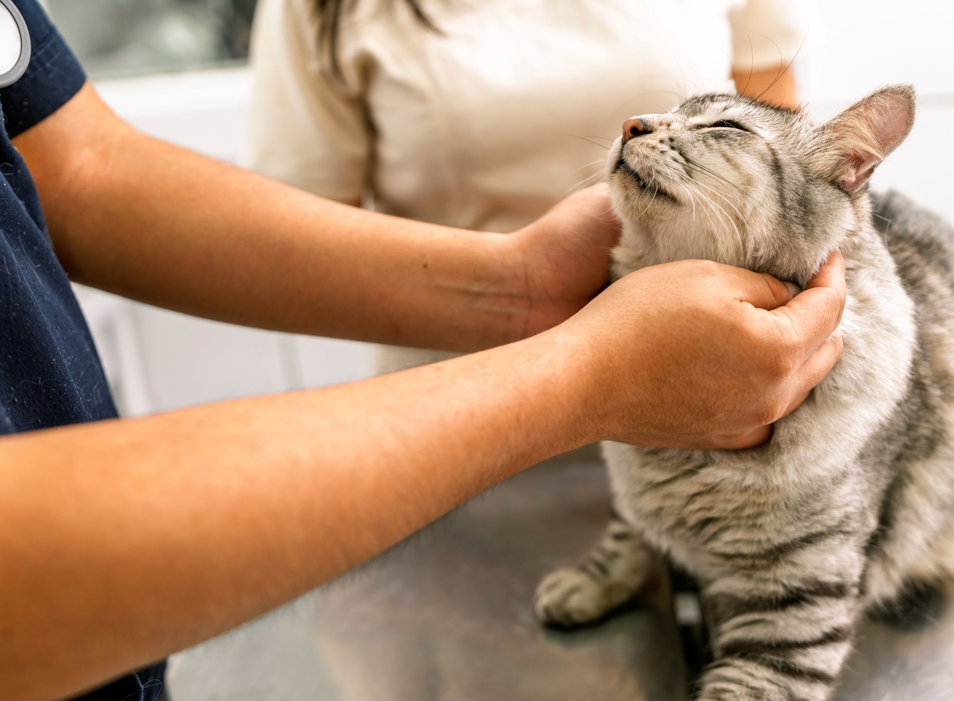 Atendimento e Consultas